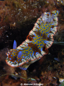 Nudi by Abimael Márquez 